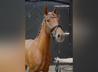 Anglo European Studbook, Mare, 3 years, 16 hh, Chestnut-Red