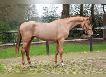 Anglo European Studbook, Mare, 3 years, 16 hh, Chestnut-Red