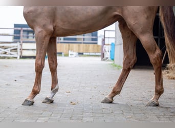 Anglo European Studbook, Mare, 3 years, 16 hh, Chestnut-Red