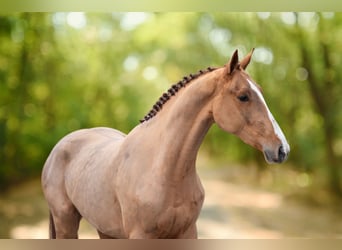 Anglo European Studbook, Mare, 3 years, 16 hh, Chestnut-Red