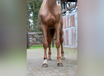 Anglo European Studbook, Mare, 3 years, 16 hh, Chestnut-Red