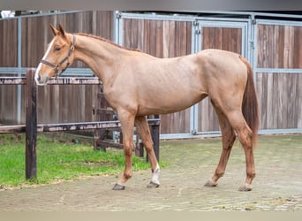 Anglo European Studbook, Mare, 3 years, 16 hh, Chestnut-Red