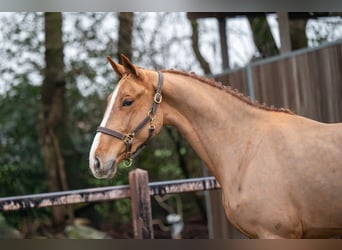 Anglo European Studbook, Mare, 3 years, 16 hh, Chestnut-Red