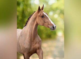 Anglo European Studbook, Mare, 3 years, 16 hh, Chestnut-Red