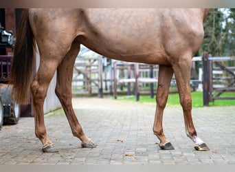 Anglo European Studbook, Mare, 3 years, 16 hh, Chestnut-Red