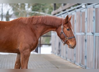 Anglo European Studbook, Mare, 3 years, 16,1 hh, Chestnut-Red