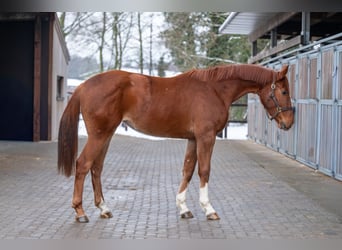 Anglo European Studbook, Mare, 3 years, 16,1 hh, Chestnut-Red