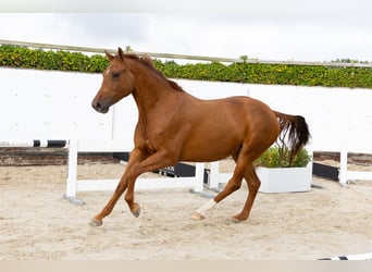 Anglo European Studbook, Mare, 3 years, 16,1 hh, Chestnut-Red