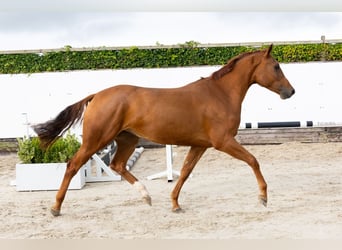 Anglo European Studbook, Mare, 3 years, 16,1 hh, Chestnut-Red