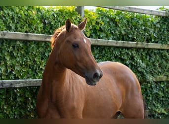 Anglo European Studbook, Mare, 3 years, 16,1 hh, Chestnut-Red
