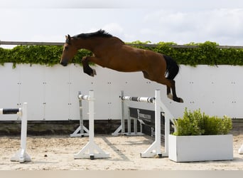 Anglo European Studbook, Mare, 3 years, 16,3 hh, Brown