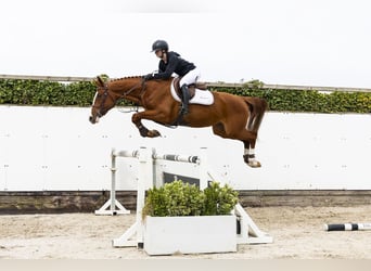 Anglo European Studbook, Mare, 3 years