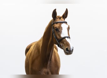 Anglo European Studbook, Mare, 3 years