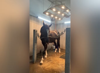 Anglo European Studbook, Mare, 4 years, 15.2 hh, Black