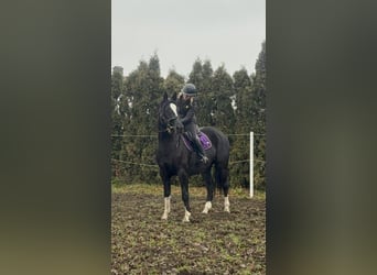 Anglo European Studbook, Mare, 4 years, 15.2 hh, Black