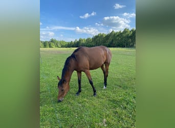 Anglo European Studbook, Mare, 4 years, 15,2 hh, Brown