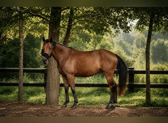 Anglo European Studbook, Mare, 4 years, 15.2 hh, Brown