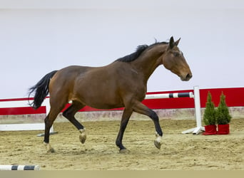 Anglo European Studbook, Mare, 4 years, 15,2 hh, Brown