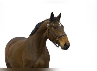 Anglo European Studbook, Mare, 4 years, 15,2 hh, Brown