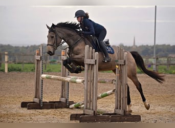 Anglo European Studbook, Mare, 4 years, 15.2 hh, Dun