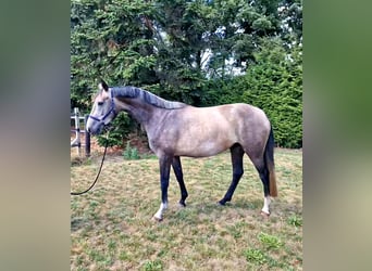 Anglo European Studbook, Mare, 4 years, 15.2 hh, Grey-Red-Tan Anglo European Studbook, Mare, 4 years, 15.2 hh, Grey-Red-Tan