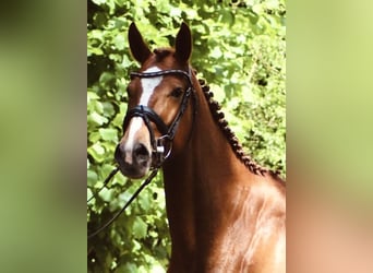 Anglo European Studbook, Mare, 4 years, 15,3 hh, Chestnut-Red