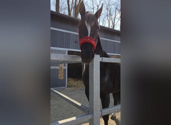 Anglo European Studbook, Mare, 4 years, 15,2 hh, Black