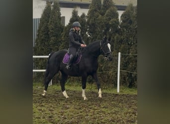 Anglo European Studbook, Mare, 4 years, 15,2 hh, Black