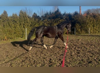Anglo European Studbook, Mare, 4 years, 15,2 hh, Black