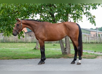 Anglo European Studbook, Mare, 4 years, 15,2 hh, Brown