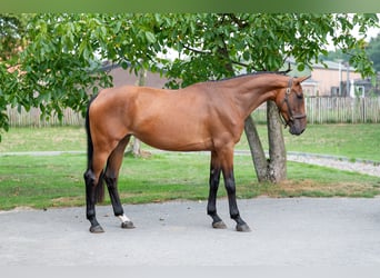 Anglo European Studbook, Mare, 4 years, 15,2 hh, Brown