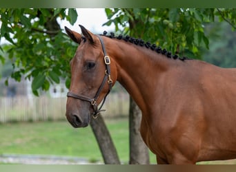 Anglo European Studbook, Mare, 4 years, 15,2 hh, Brown