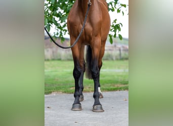 Anglo European Studbook, Mare, 4 years, 15,2 hh, Brown