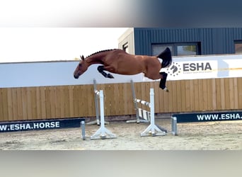 Anglo European Studbook, Mare, 4 years, 15,2 hh, Brown