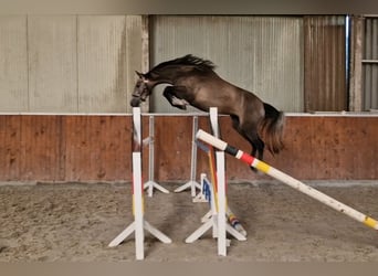Anglo European Studbook, Mare, 4 years, 15,2 hh, Roan-Bay