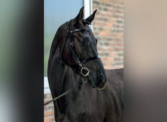 Anglo European Studbook, Mare, 4 years, 16.1 hh, Black Anglo European Studbook, Mare, 4 years, 16.1 hh, Black