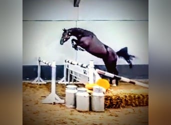 Anglo European Studbook, Mare, 4 years, 16.1 hh, Black Anglo European Studbook, Mare, 4 years, 16.1 hh, Black