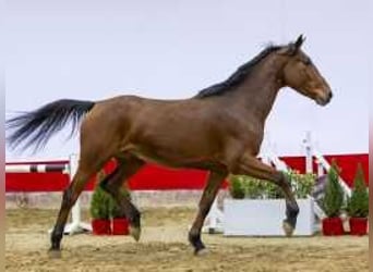 Anglo European Studbook, Mare, 4 years, 16,1 hh, Brown