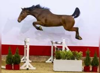 Anglo European Studbook, Mare, 4 years, 16,1 hh, Brown