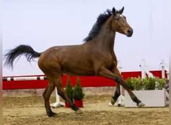 Anglo European Studbook, Mare, 4 years, 16,1 hh, Brown