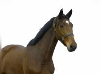 Anglo European Studbook, Mare, 4 years, 16,1 hh, Brown