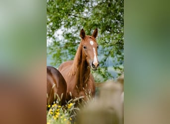 Anglo European Studbook, Mare, 4 years, 16.1 hh, Chestnut-Red
