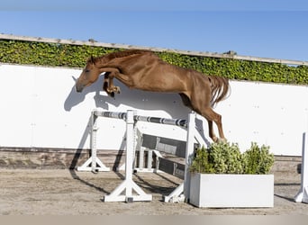 Anglo European Studbook, Mare, 4 years, 16.1 hh, Chestnut-Red