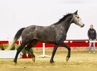 Anglo European Studbook, Mare, 4 years, 16,1 hh, Grullo