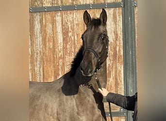 Anglo European Studbook, Mare, 4 years, 16.1 hh, Smoky-Black