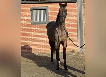 Anglo European Studbook, Mare, 4 years, 16.1 hh, Smoky-Black