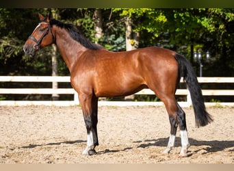 Anglo European Studbook, Mare, 4 years, 16.2 hh, Brown