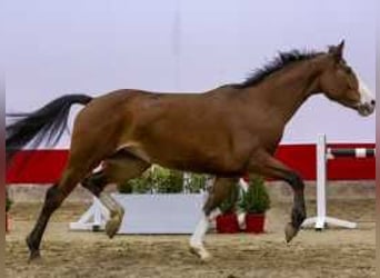 Anglo European Studbook, Mare, 4 years, 16,2 hh, Brown