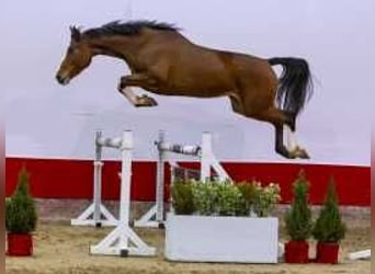 Anglo European Studbook, Mare, 4 years, 16,2 hh, Brown