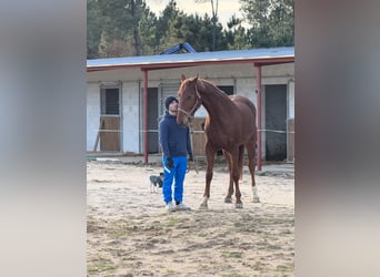 Anglo European Studbook, Mare, 4 years, 16,2 hh, Chestnut